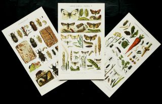 1897 Set Of 3 Antique Prints: Insects Harmful To Plants.  Pests.  Plants Pathology