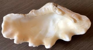 Vintage Tridacna Natural Large Clam Shell From Indo - Pacific