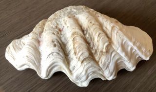 Vintage TRIDACNA Natural Large Clam Shell From Indo - Pacific 2