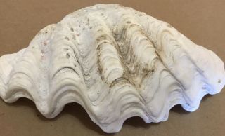Vintage TRIDACNA Natural Large Clam Shell From Indo - Pacific 3