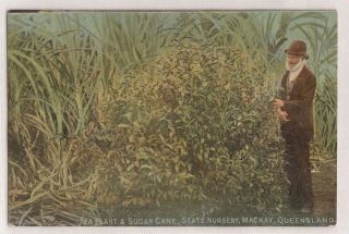 Vintage Postcard Tea Plant & Sugar Cane,  State Nursery,  Mackay Qld 1912