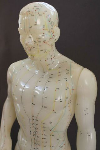 Vintage Male Acupuncture Model 20 " With Base,  Acupuncture Meridians Model,  Book