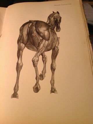 Stubbs.  The Anatomy of the Horse.  large folio.  plates.  1938 2