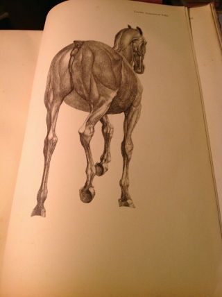 Stubbs.  The Anatomy of the Horse.  large folio.  plates.  1938 3
