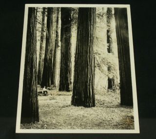 Vintage Redwood Empire Assn Silver Print Press Photo Bull Creek Flat Grove Trees