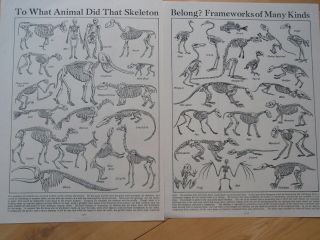 Animal & Human Skeletons Old Vintage Anatomy Double Page Print 1930 