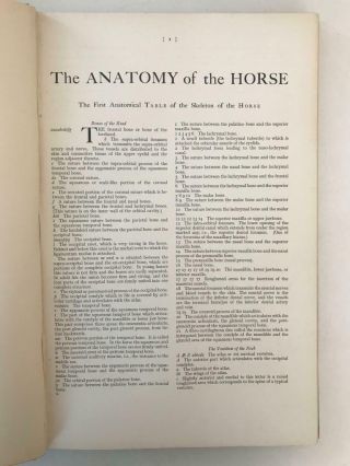 1938 Stubbs ANATOMY OF THE HORSE Hippology Bones Muscles Diagrams 37 Plates 3