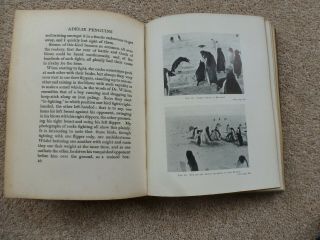 Antarctic Penguins,  a study of their social habits,  by Dr G Murray Levick,  1914. 3