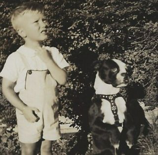 C1940 Boston Terrier Vintage Dog Snapshot Photo With Little Boy In Play Overalls