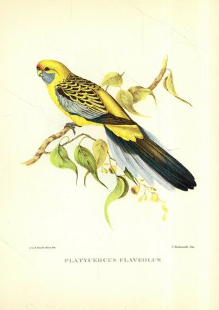 Scarce Chromo - Litho John Gould Tropical Bird Print - Yellow - Rumped Parakeet (1964)