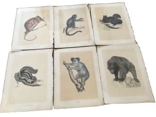 33 Book Prints C.  1920 From The Naturalists Library Sir William Jardine 1833