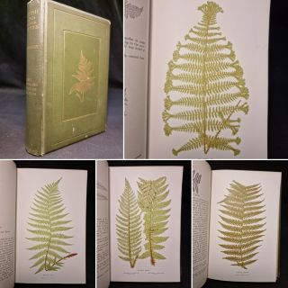 1903 British Ferns Their Varieties Illustrated Colour Plates Druery Pteridology