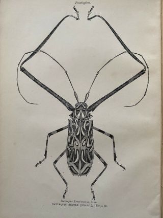 STUNNING 1885 Text - Book of Entomology,  W.  F.  Kirby.  87 Plates 2