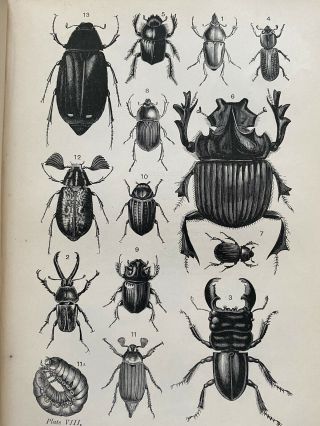 STUNNING 1885 Text - Book of Entomology,  W.  F.  Kirby.  87 Plates 3