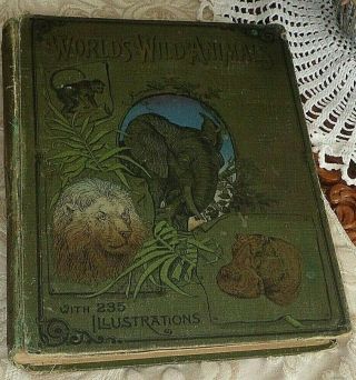 The World’s Wild Animals Wonders Of Natural History 1901 235 Illust.  W.  A.  Foster