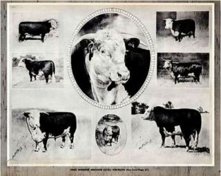 Four Beef Cattle Prize Winners George Ford Morris Vintage Art Print 1952