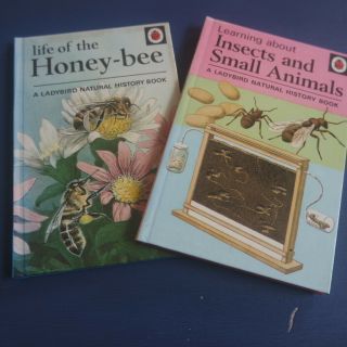 Ladybird Books Life Of Honey - Bee & Insects Small Animals Gloss Boards