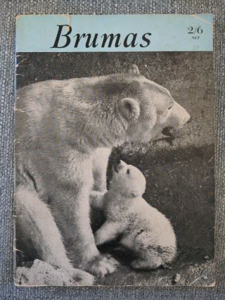 Brumas A Picture Book Of The Polarbear Cub Born At The London Zoo Hutchinson Co